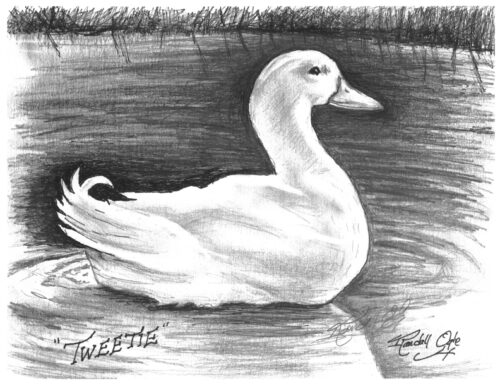 Tweetie Pen and Ink Drawing by Randall Ogle