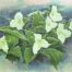 Mountain Trillium by Randall Ogle