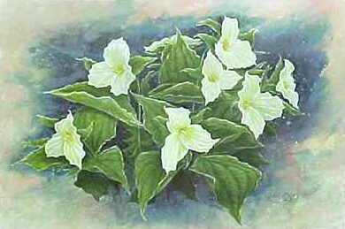 Mountain Trillium by Randall Ogle