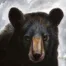 Mr. Bear by Randall Ogle